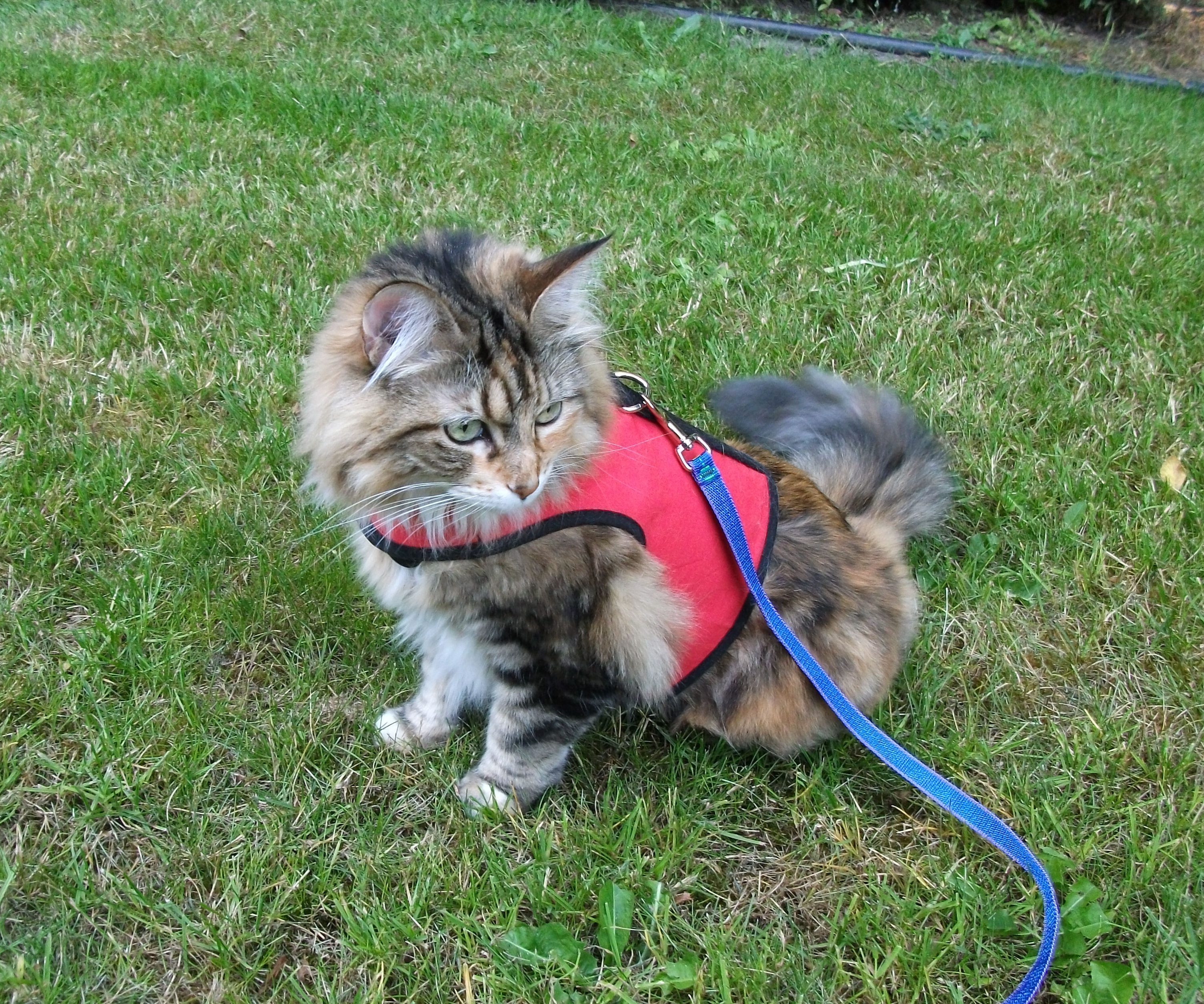 Apakah aman memasang tali pada kucing? - Quora