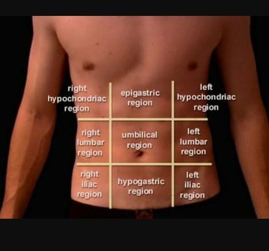 What are the different regions of the abdomen? Quora