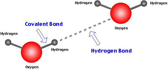 Why is water considered to be extremely cohesive? Quora