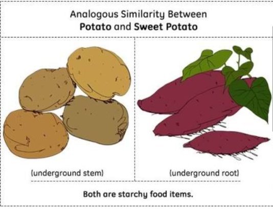 Apa contoh organ homolog dan analog pada tumbuhan? - Quora