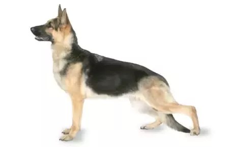Why Do German Shepherds' Back Legs Look Weird? - Quora