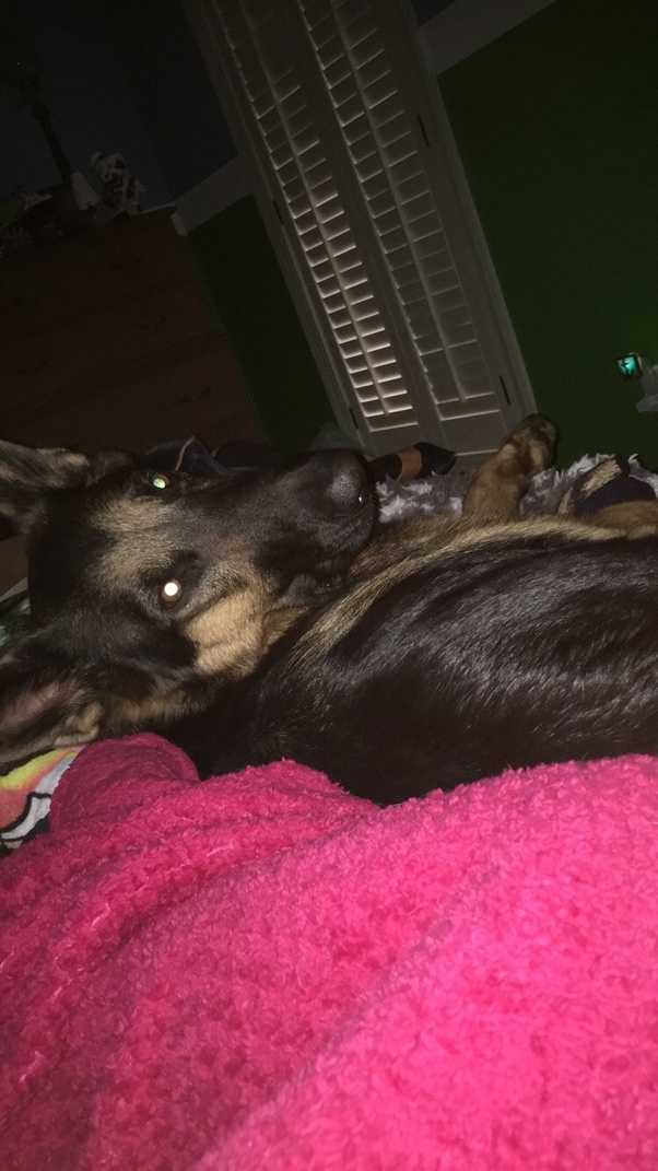 Is it worth raising a dog? Quora