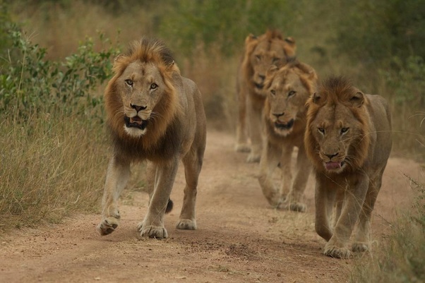 Male Lion Roars While Mating With Underwhelmed Lioness Photo