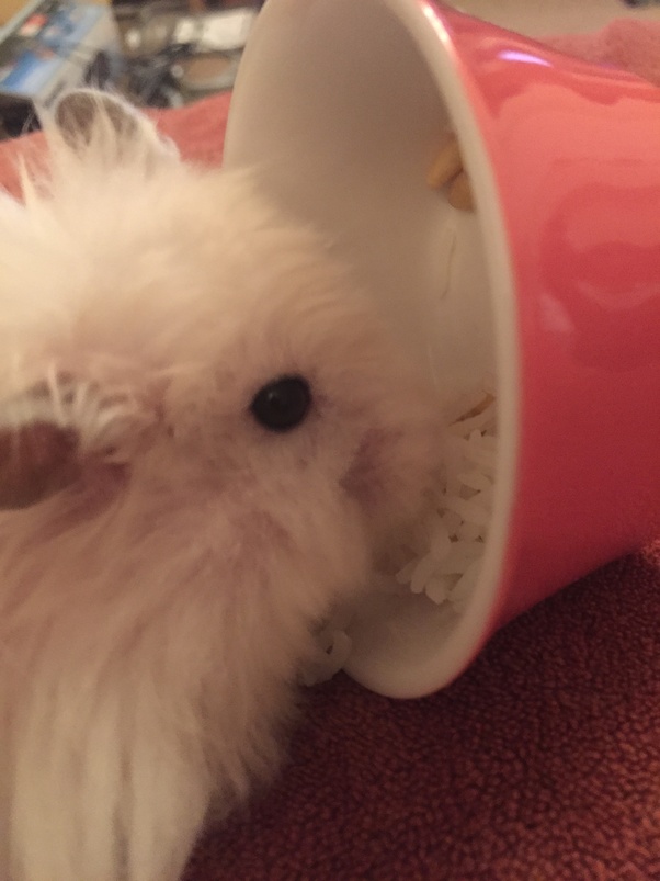 Which is better a hamster or a guinea pig? Quora