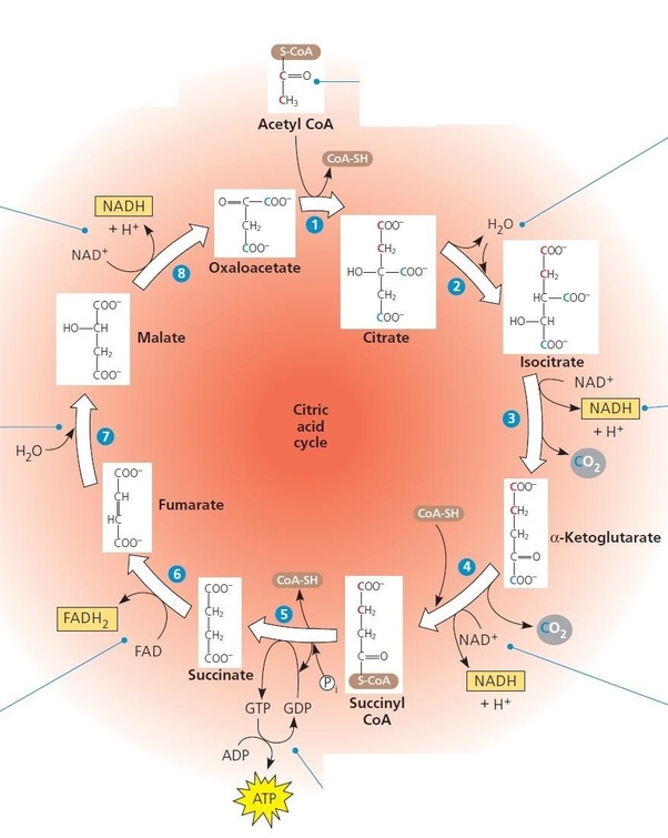 How much ATP is produced during one round of a Krebs cycle? Quora