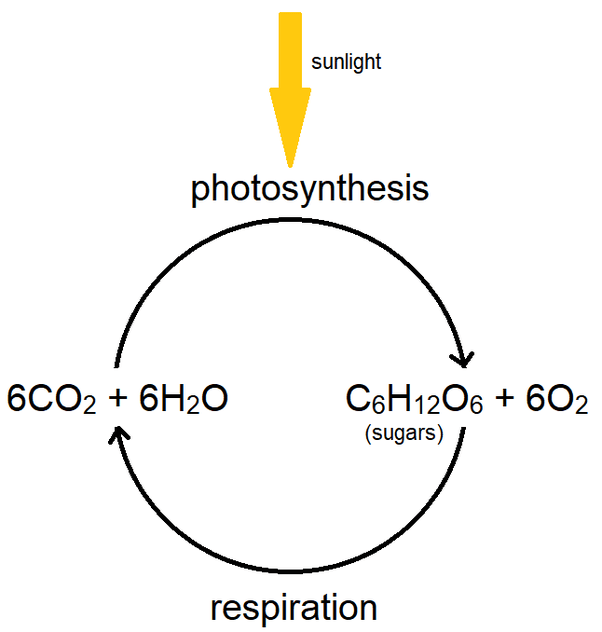 Do Plants Produce Oxygen Plant Ideas