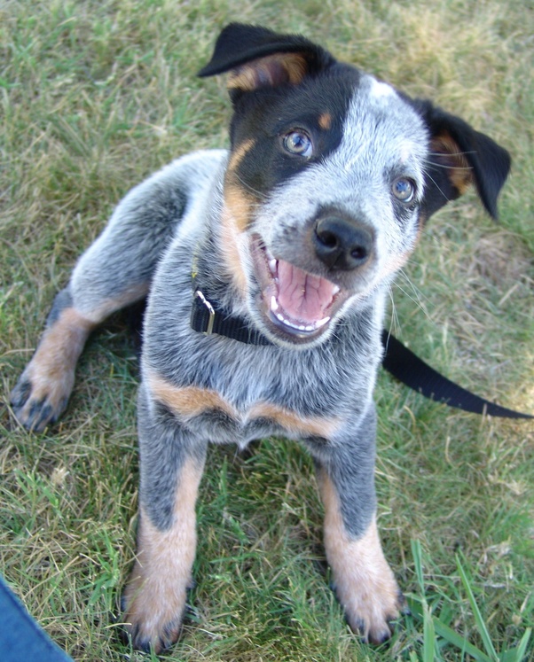 Are Red and Blue Heelers the same breed? Quora