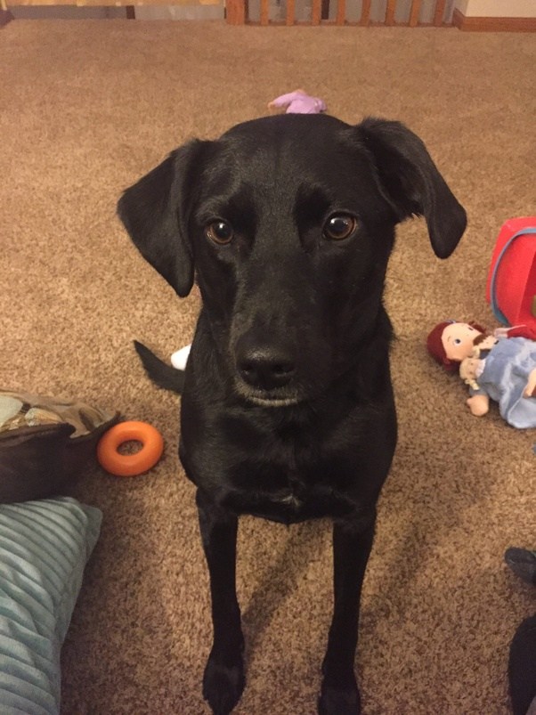 What are full grown Jack Russell/Labrador mixes like? Quora
