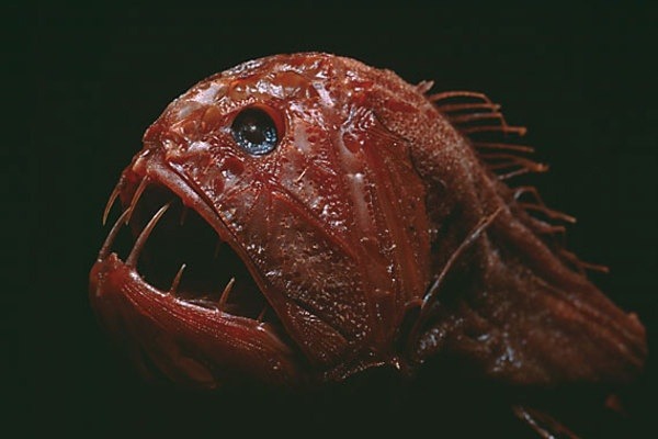 Why is the blobfish considered one of the ugliest animals alive? Quora
