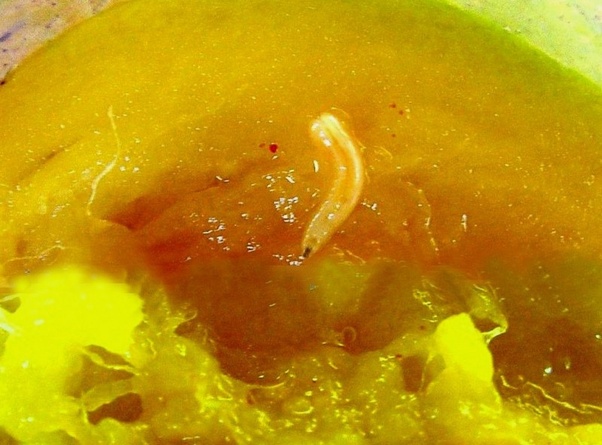 What happens if you eat a mango with mango worms or larvae? Quora
