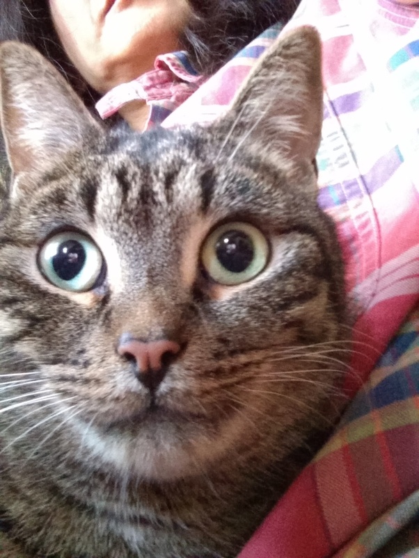 Do you ever bathe your cat? Quora