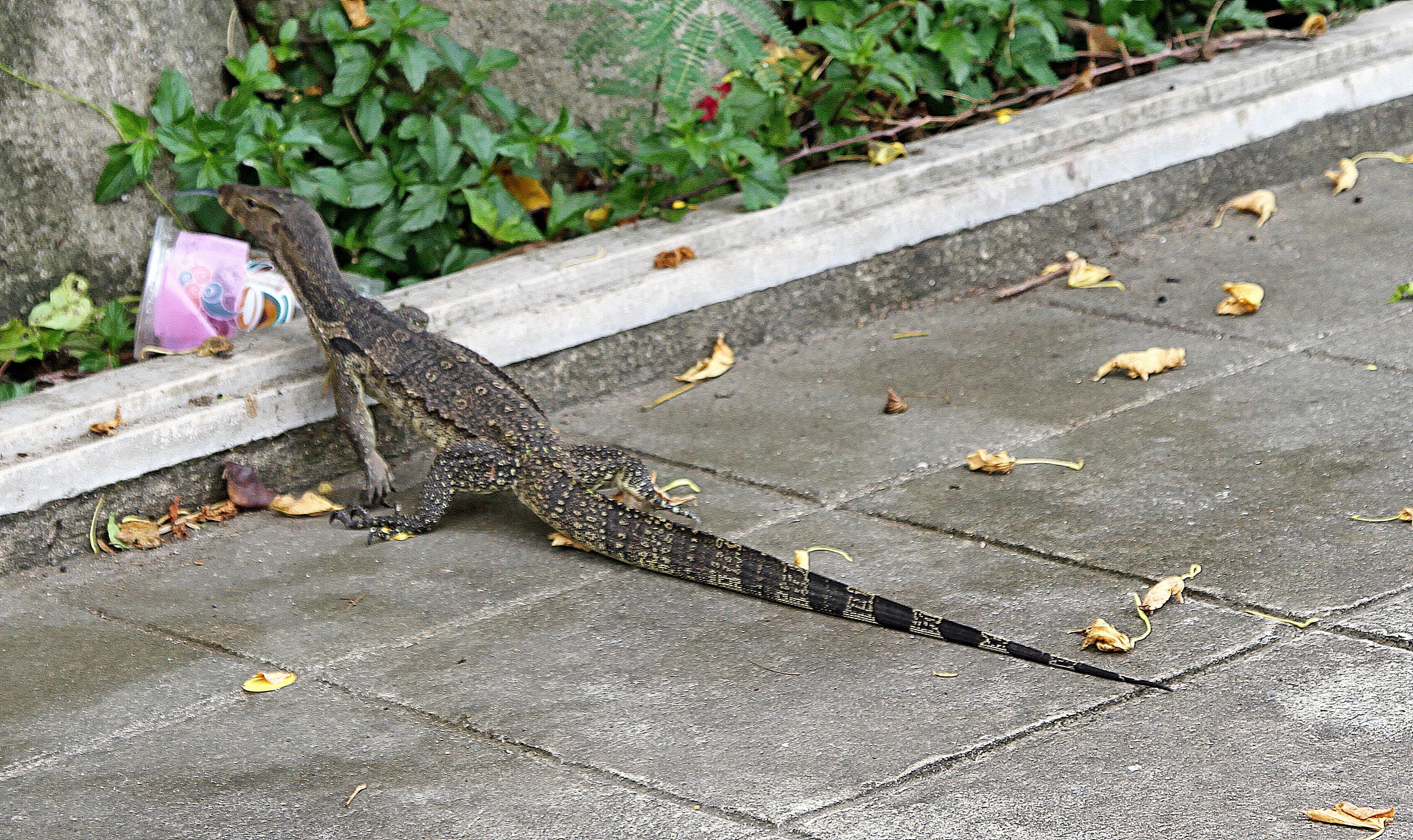 Bagaimana cara mengusir biawak yang menyusup ke dalam rumah? - Quora