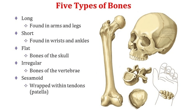 When and how were the bones in the human skeleton assigned their names