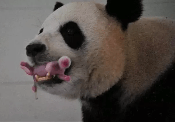 How small are giant panda new borns? Quora