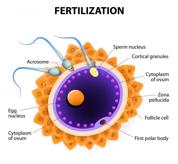 What is the difference between fertilization and ovulation? Quora
