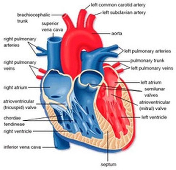Why does the heart need a good supply of oxygen? Quora