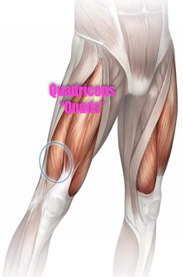 How to strengthen the muscles around my knees Quora