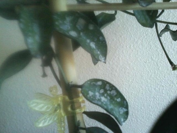 Why do my potted plants' leaves keep getting white spots? How can I