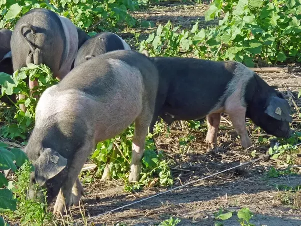What are some examples of animals that eat both plants and