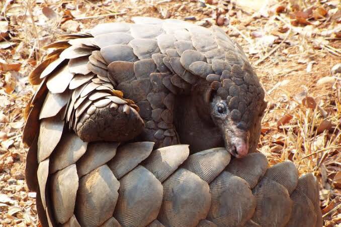 Hewan apa saja yang sering dibudidayakan? - Quora