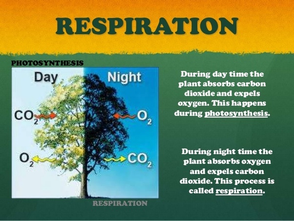 Do plants take in oxygen? Quora