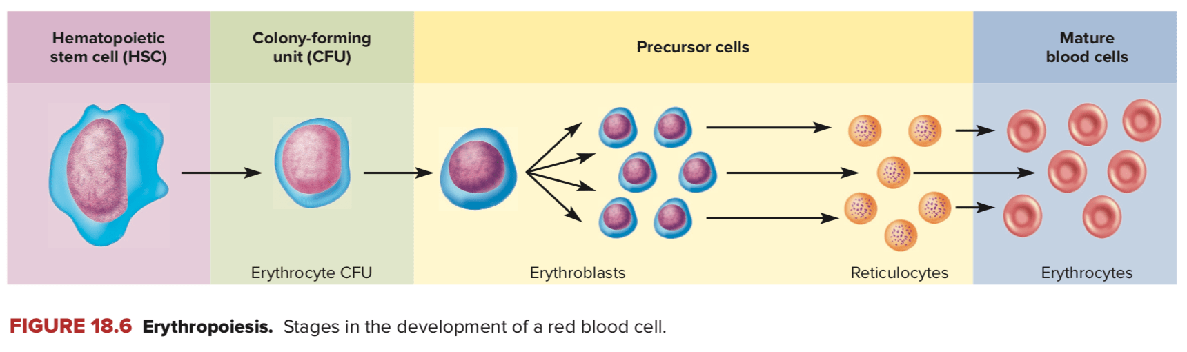 Mengapa sel darah merah dianggap sebagai sel walaupun tidak memiliki  nukleus? - Quora