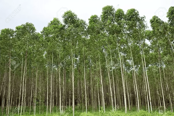 What are fast growing trees in india? Quora