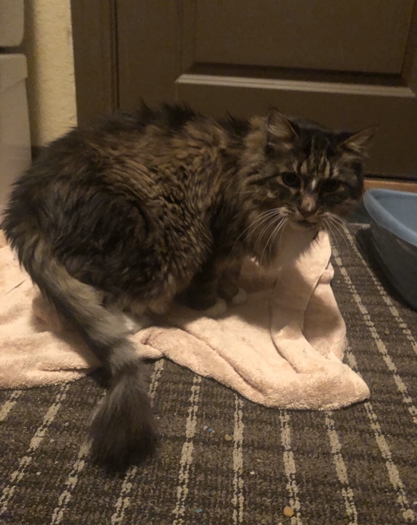 Do cats actually love their owners? Quora