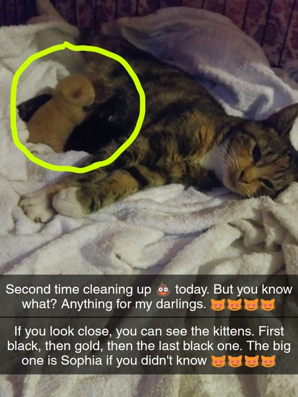 How does a stray cat feel when someone rescues and takes her home? How does her mind explain