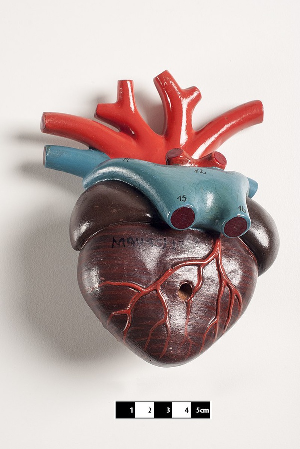 What is the difference in the structure of the heart of mammals, birds