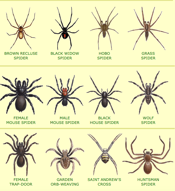 How Can I Get Spiders Out Of My House House Poster