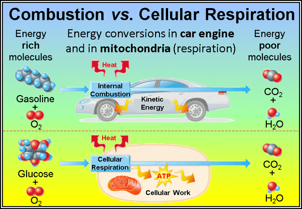 When and where is oxygen used during cellular respiration? Quora