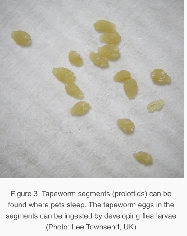Sesame Seeds In Stool takingtrend