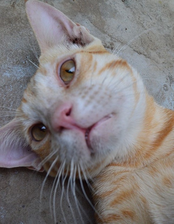 Pregnant Cat Keeps Meowing
