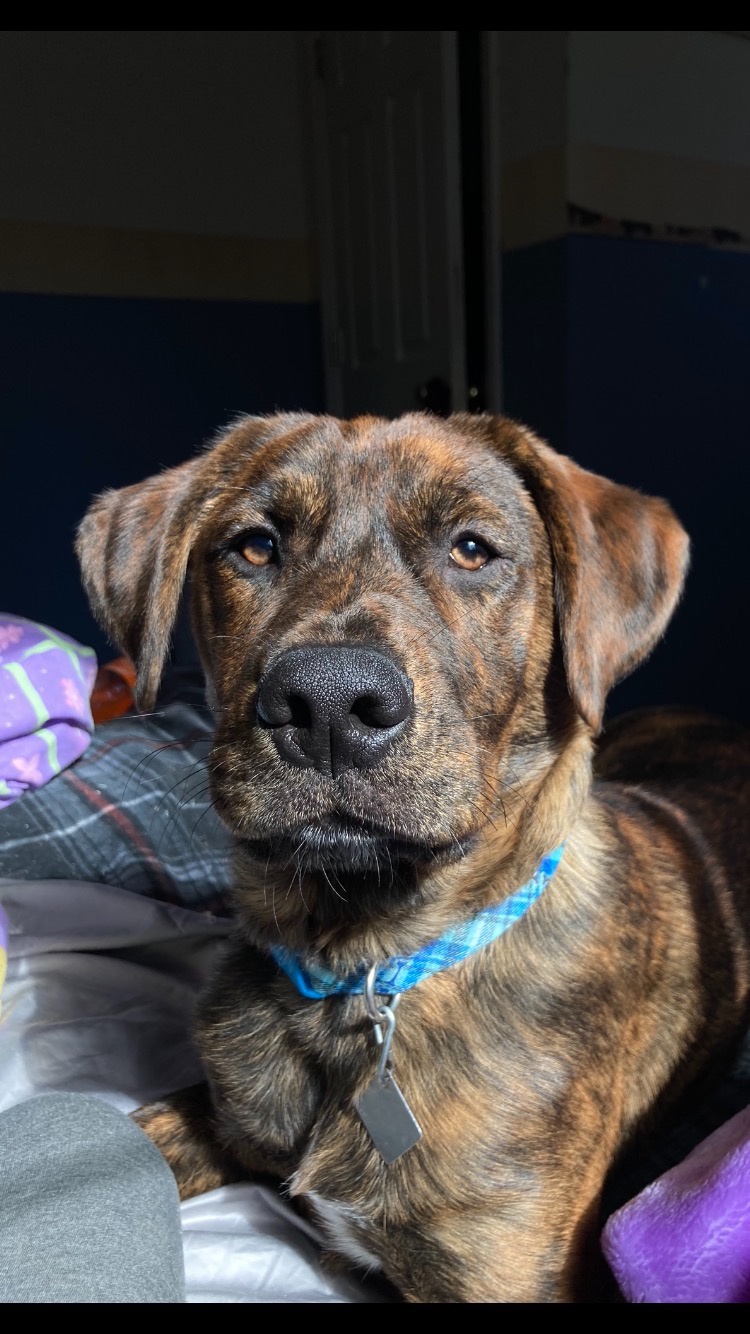 How Rare Are Brindle Labrador Dogs? - Quora