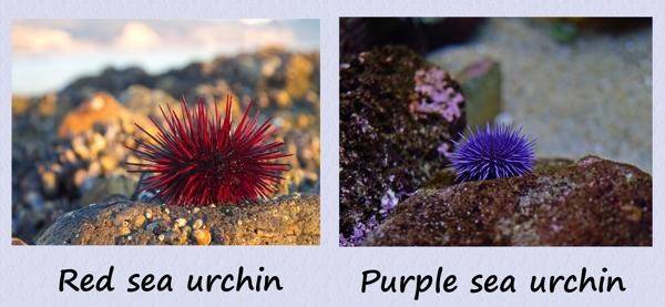 What are some of the most common examples of gametic isolation? Quora