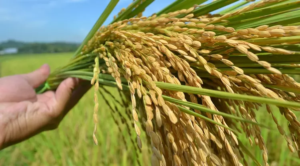 Kata apa yang kamu kira bukan bahasa Inggris tapi ternyata itu adalah