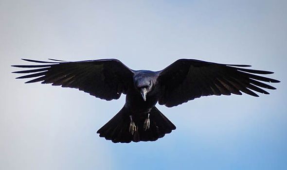 What birds symbolize death? Quora