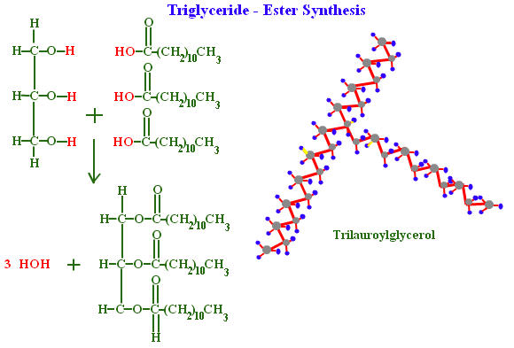 What are the three types of lipids? Quora