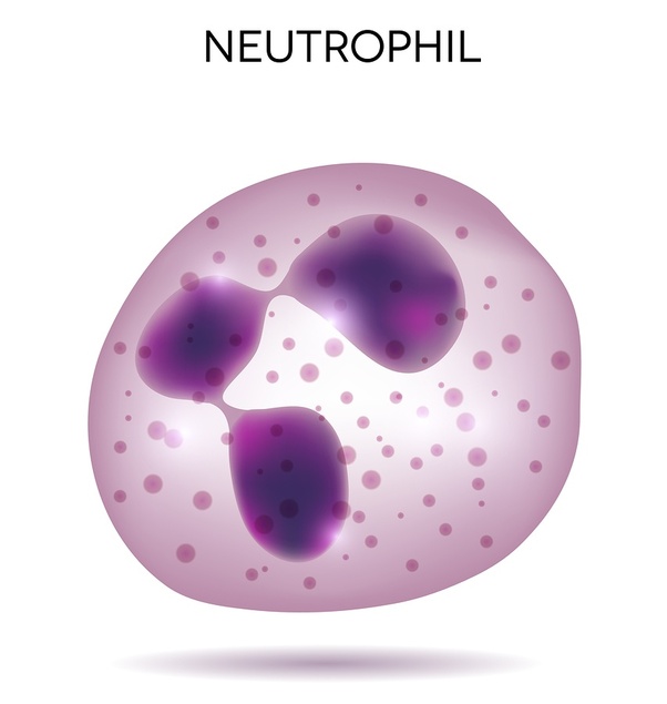 Neutrophil Diagram