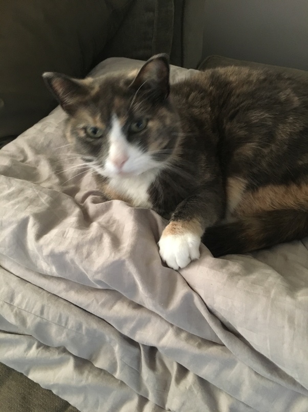 My Female Cat Keeps Meowing And Rubbing Against Everything Cat Meme