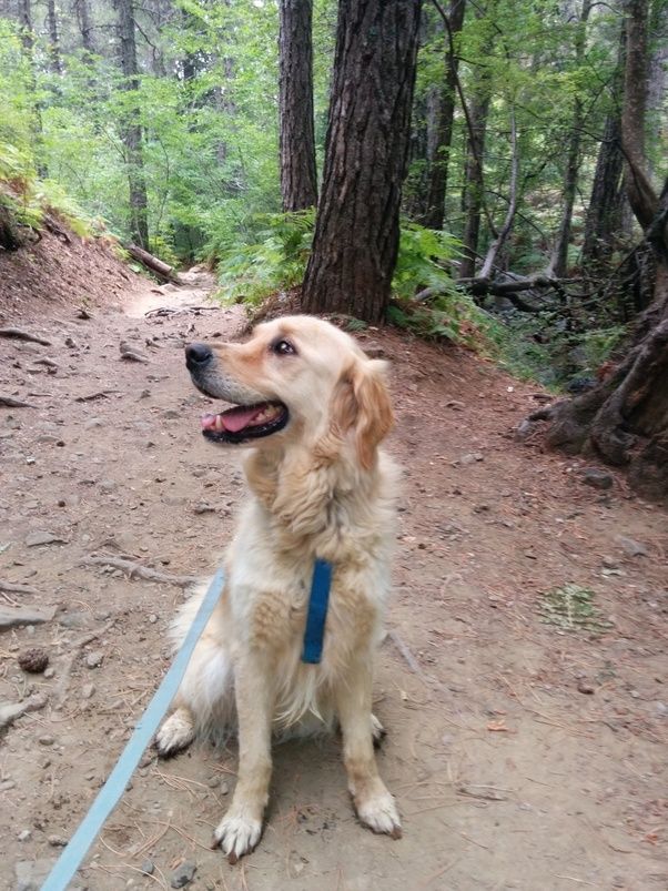 How to stop my dog from shedding so much Quora