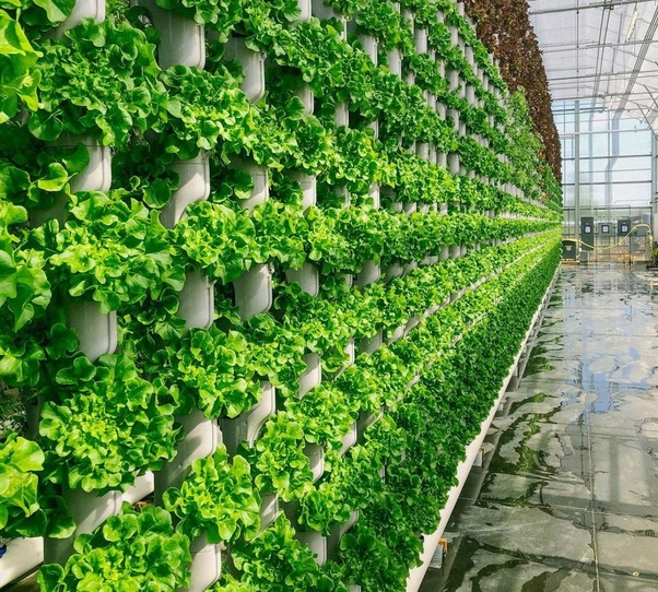 How to get started with vertical farming Quora