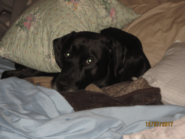 If my dog bites someone in my fenced in yard with a beware of dog sign