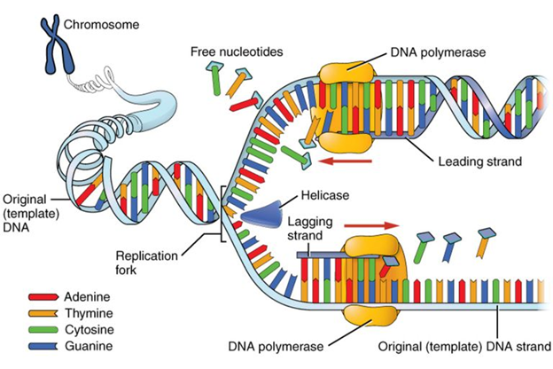 Bagaimana replikasi DNA berbeda dari transkripsi RNA? - Quora