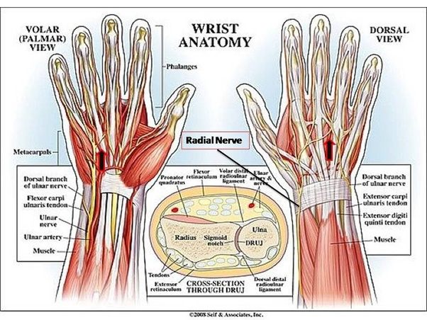 Of the fingers in the human hand, why is the ring finger
