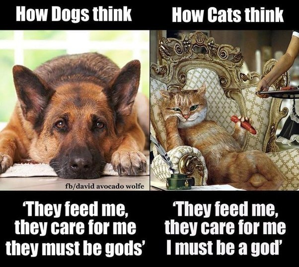 What are the differences between cat and dog behavior