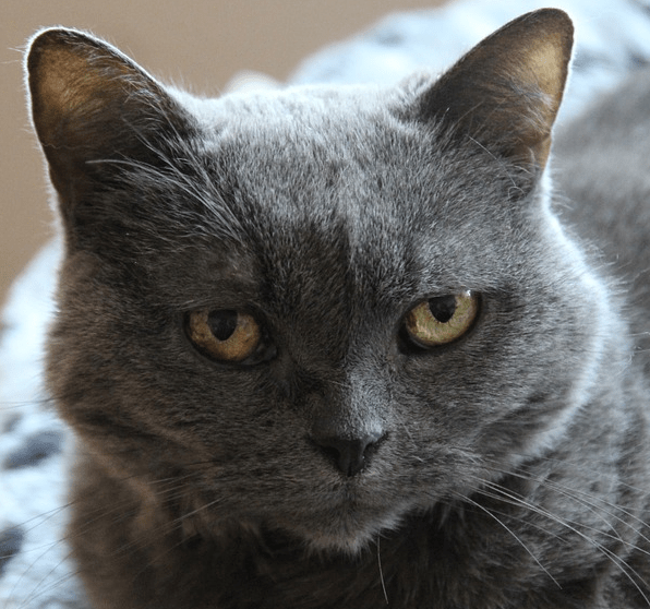 Why do cats act as though they don't care for you? Quora