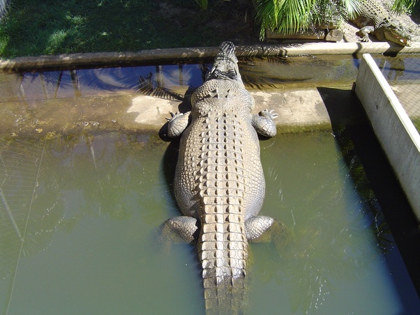 How fast can a crocodile run? Quora