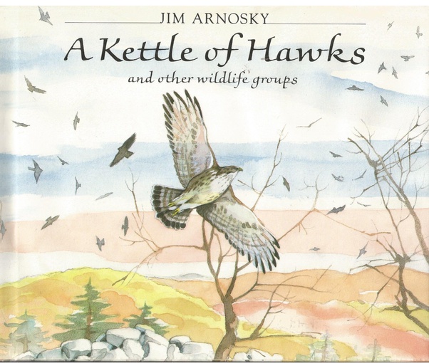 Why do hawks fly in circles? Quora